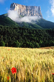Vercors : Coquelicot et champ de ble devant le Mont Aiguille