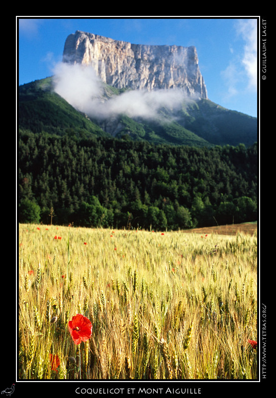 Mont Aiguille : Un coquelicot devant les falaises du Mont 
