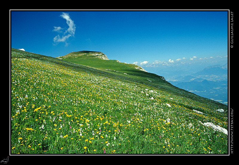 Mont Aiguille : La prairie sommitale du Mont Aiguille couverte de fleurs au printemps

