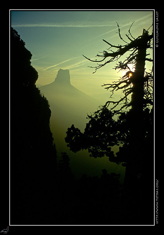 Mont Aiguille : Un pin devant la silhouette du Mont Aiguille par une ambiance brumeuse 
